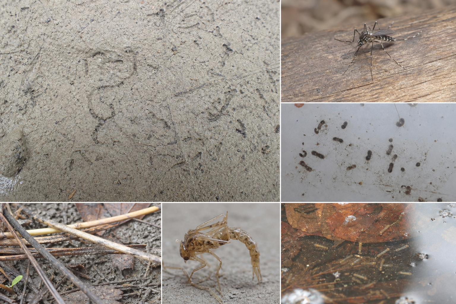 Traces et indices de Aedes provocans
