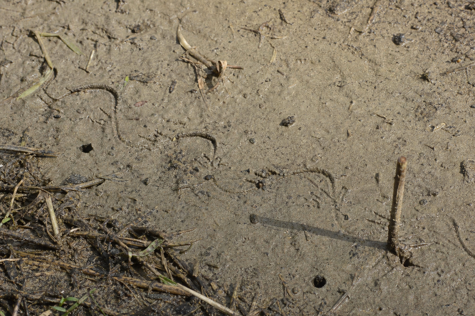 Traces et indices
