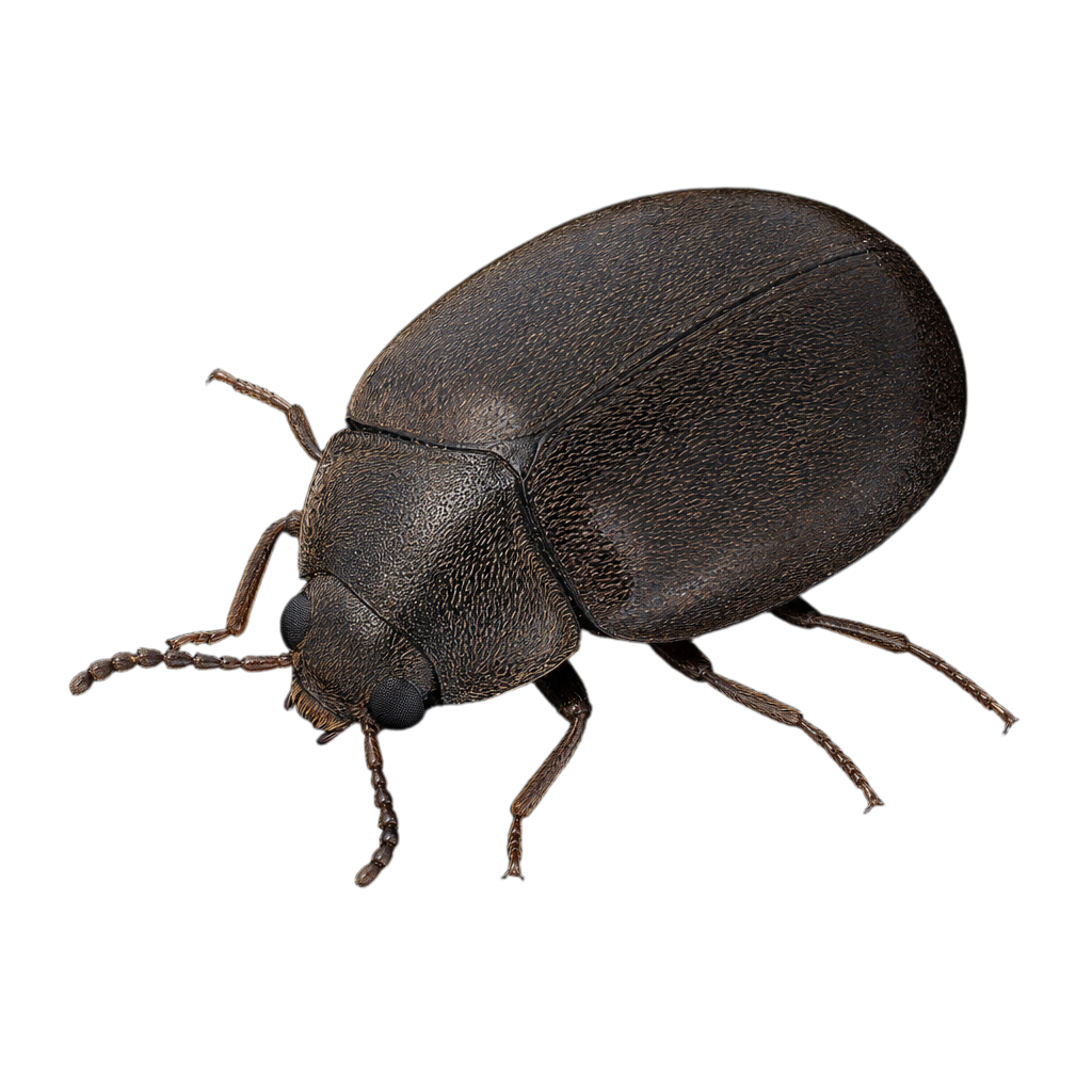 Attagenus unicolor au Québec