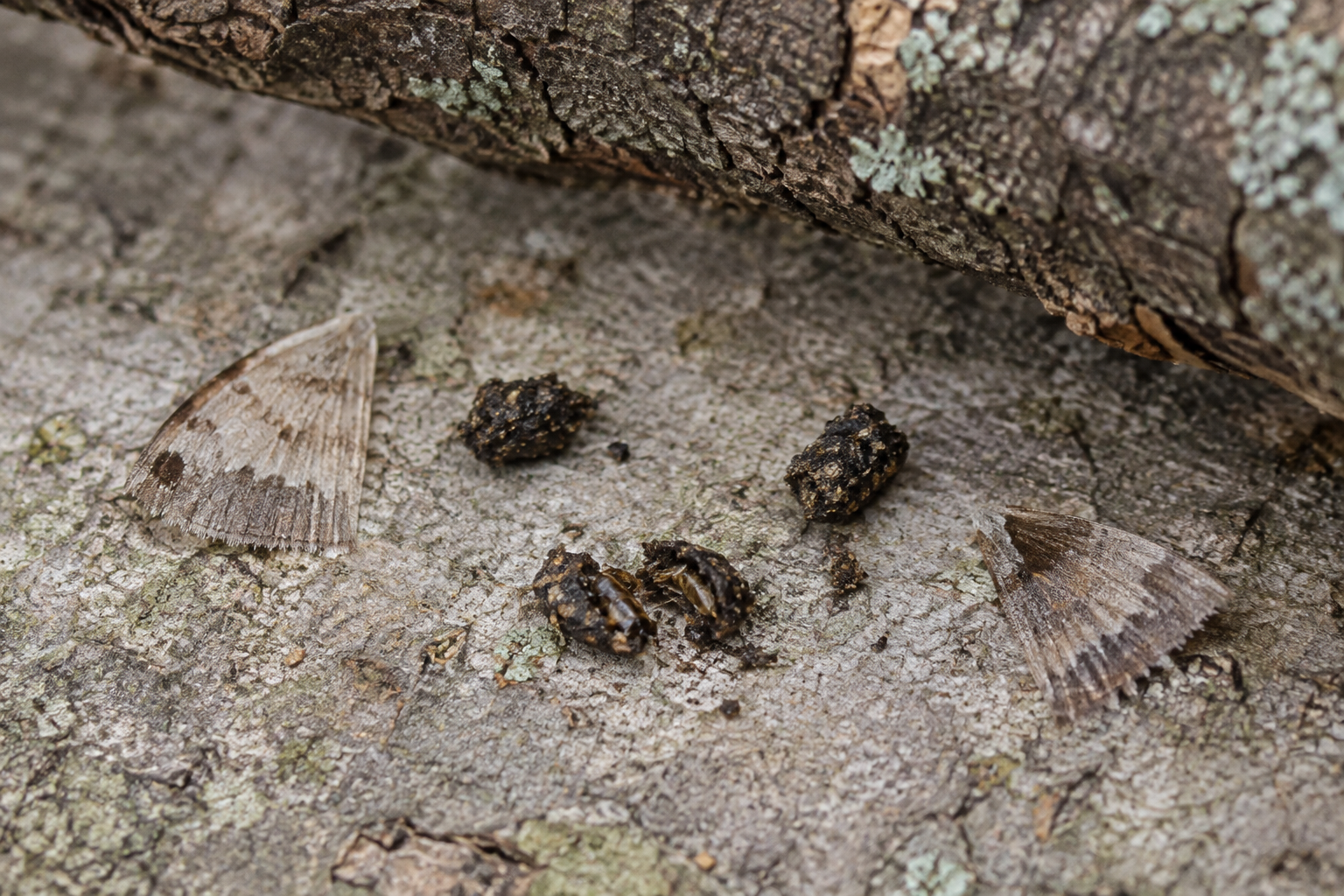 Traces et indices de Chauve-souris rousse de l'Est