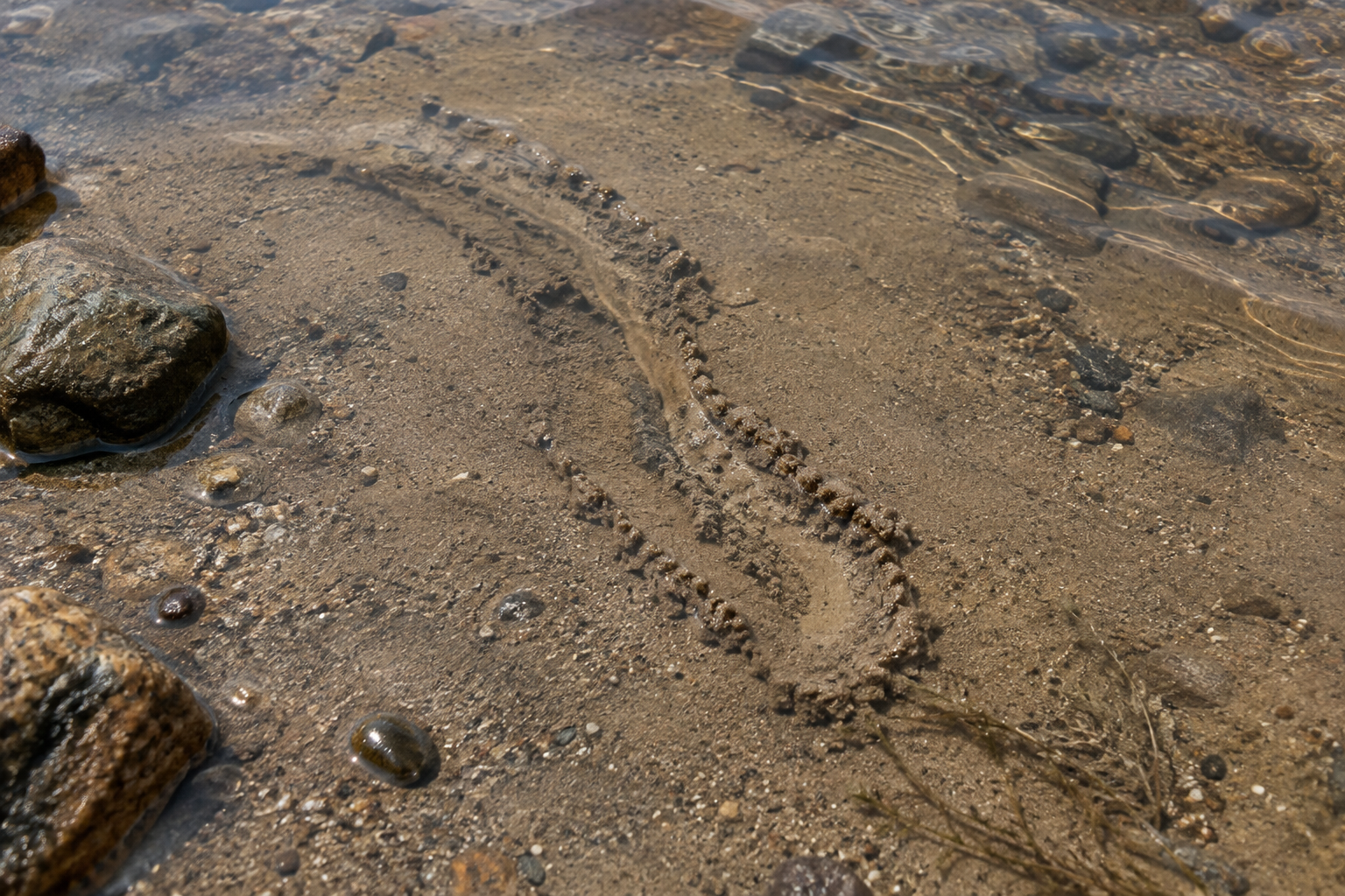 Traces et indices de Dard de sable