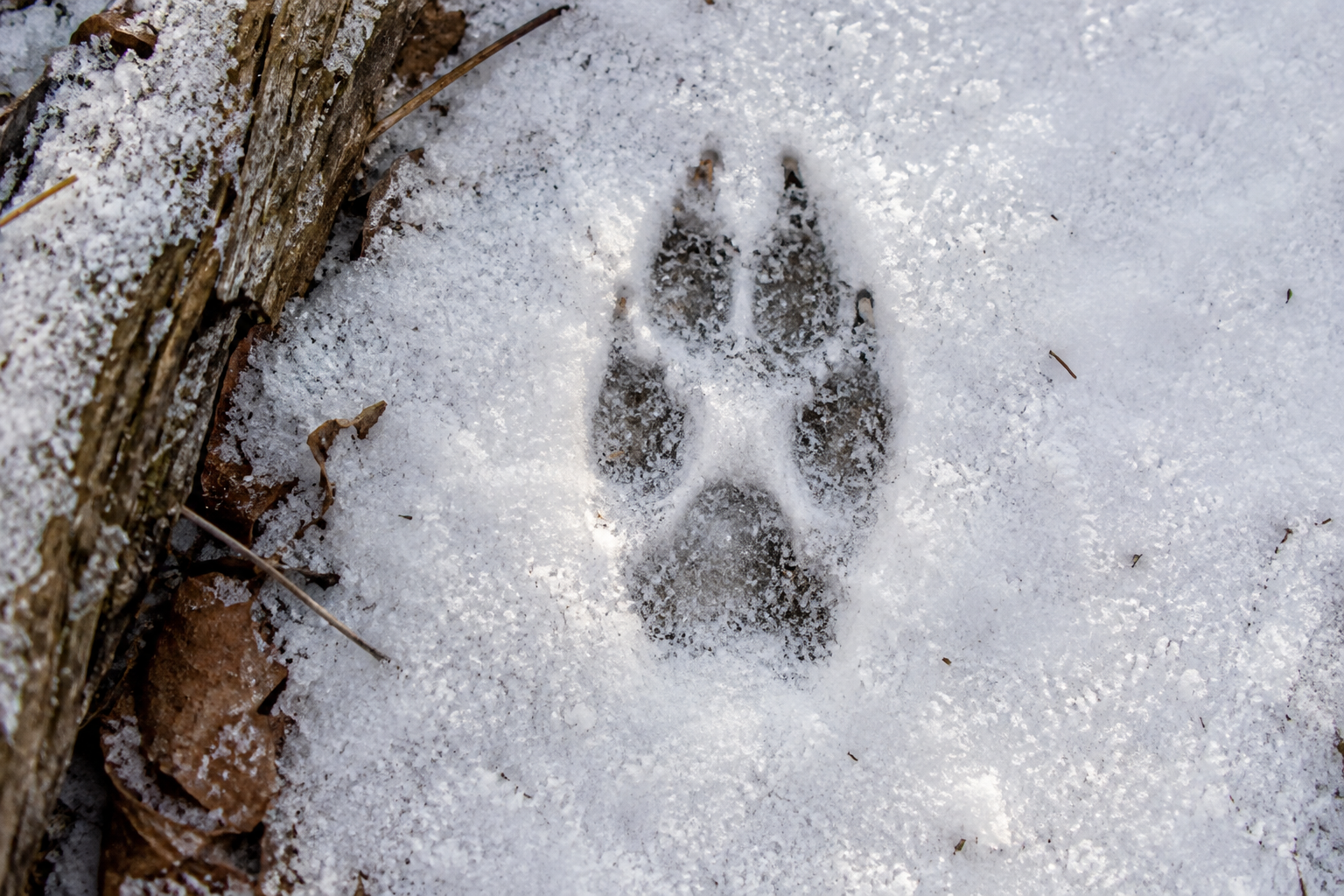 Traces et indices de Coyote