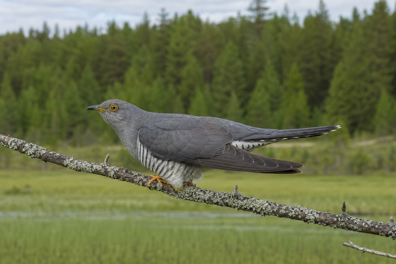 Coucou gris adulte au plumage gris ardoise, au ventre blanchâtre barré de sombre et à la longue queue, perché sur une branche.