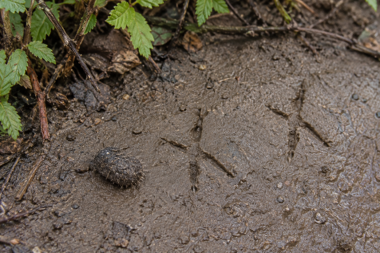 Traces et indices de Coucou gris