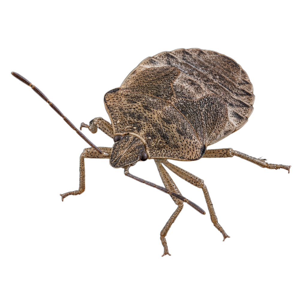 Très petite mouche de la famille des Chloropidae au corps trapu marqué de jaune et de noir, posée sur une feuille de graminée