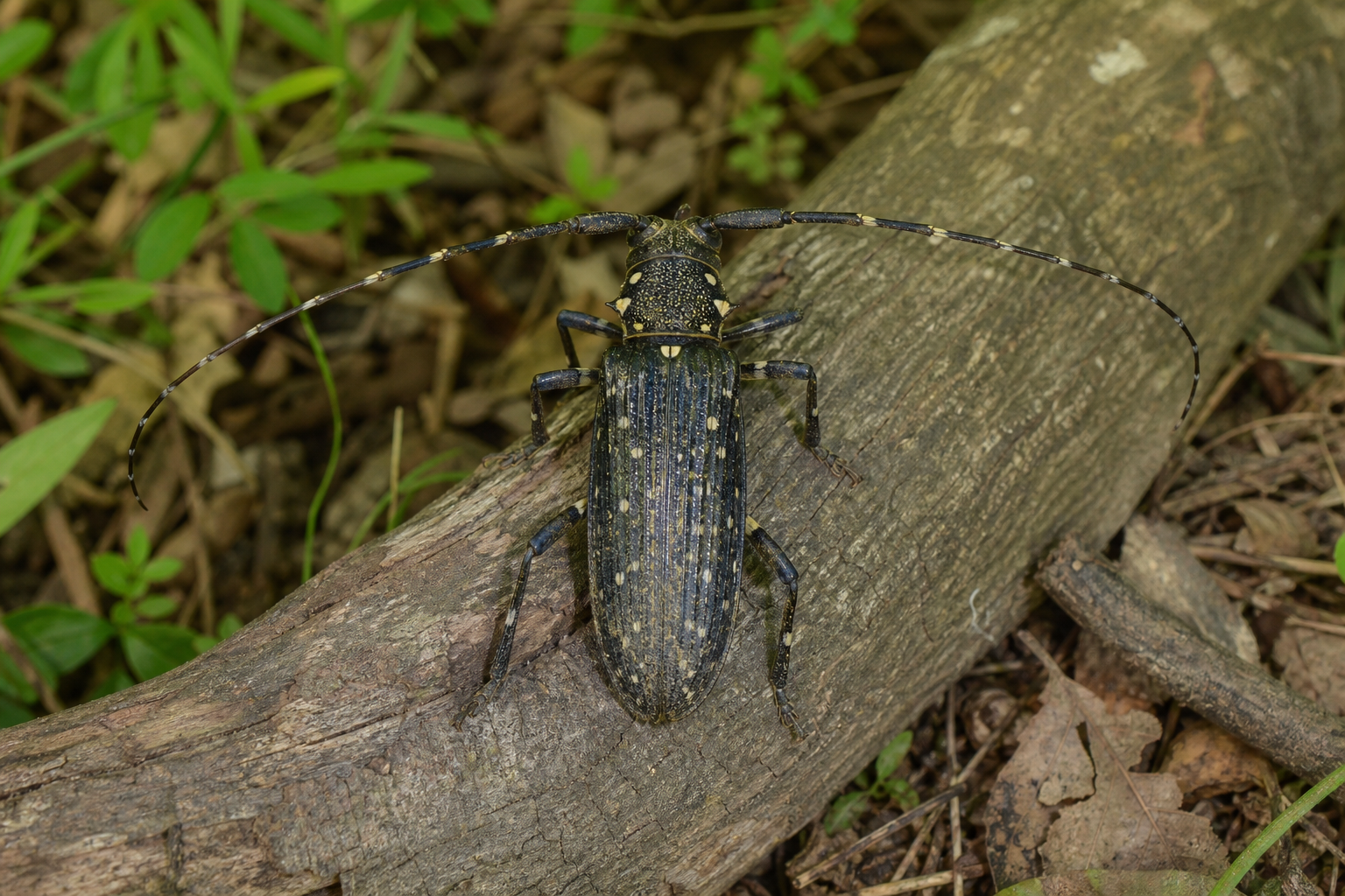 Très petite mouche de la famille des Chloropidae au corps trapu marqué de jaune et de noir, posée sur une feuille de graminée