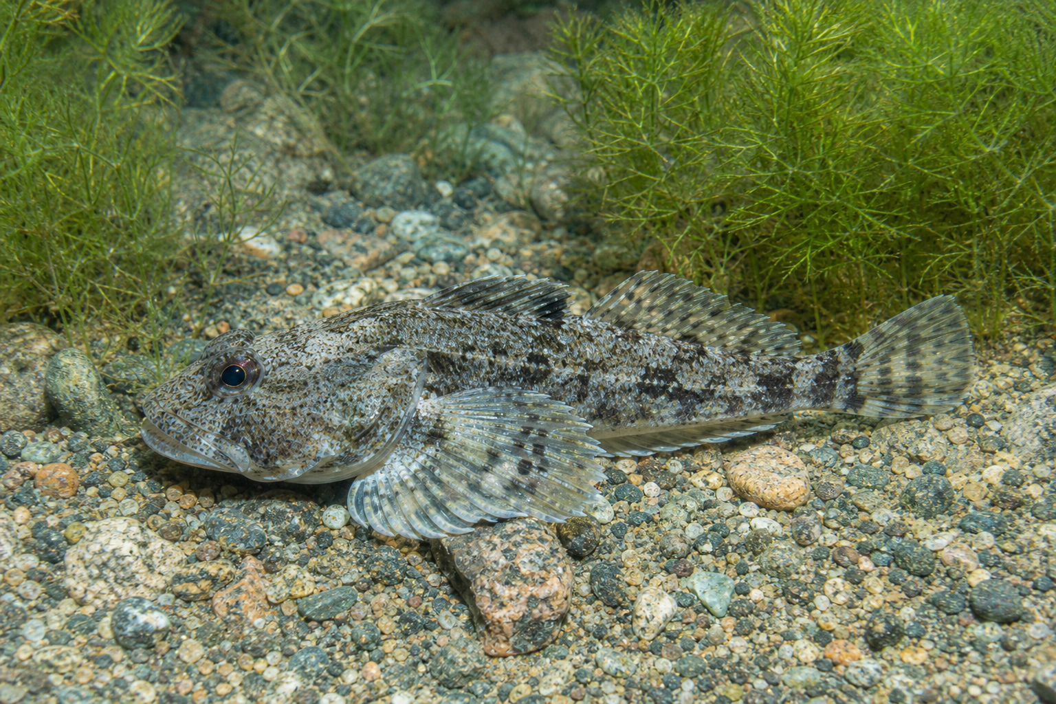 Cotte polaire, petit poisson de fond à grosse tête large, à petits yeux et au corps mou effilé vers la queue.