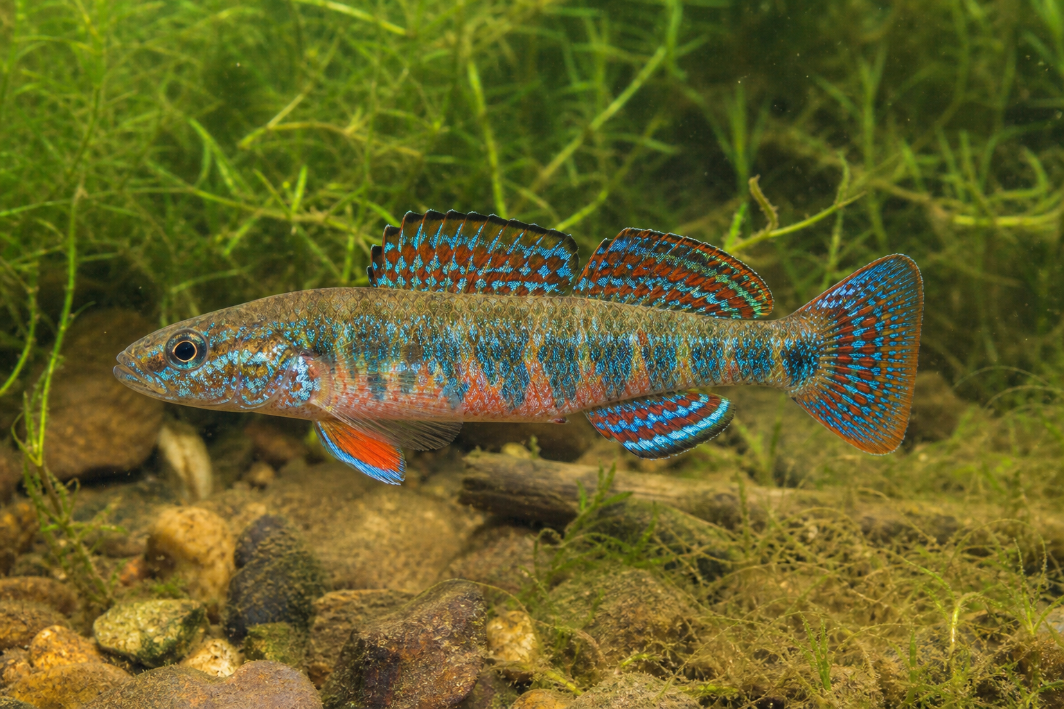 Dard arc-en-ciel, petit poisson allongé aux flancs barrés de bleu-vert et d'orangé.