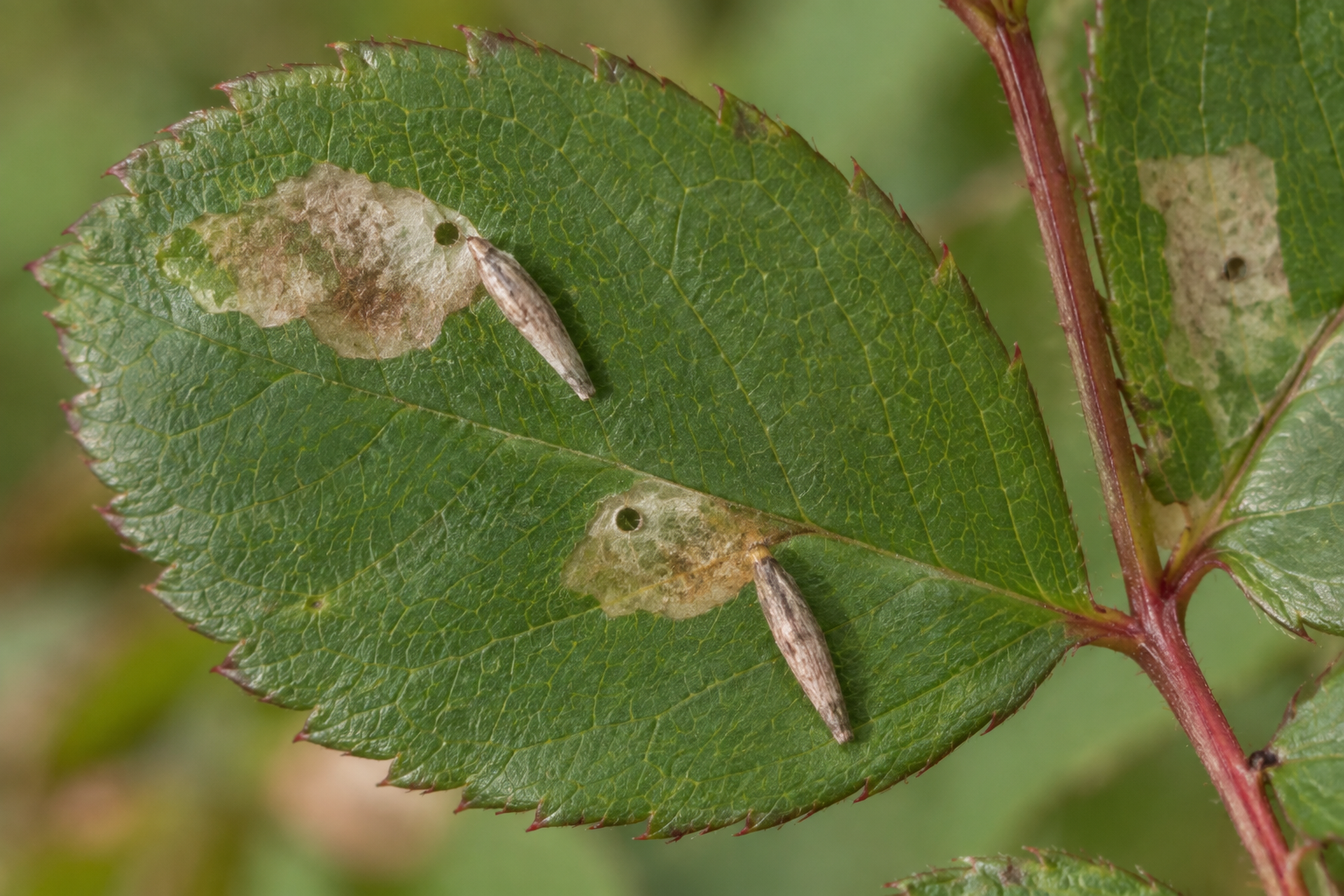Traces et indices de Coleophora rosacella