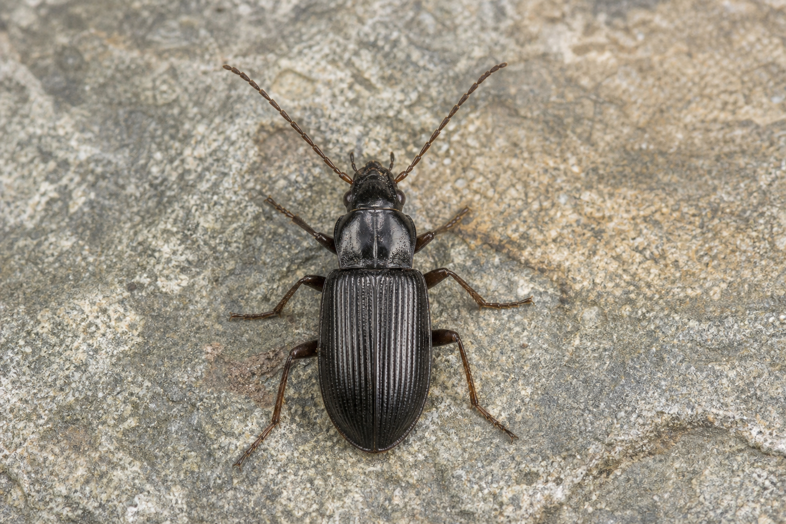 Petit coléoptère taupin au corps allongé et sombre, à pubescence fine, posé sur une tige de végétation.