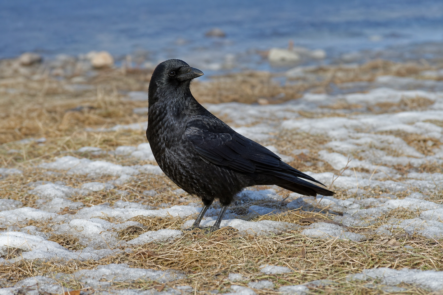 Corneille d'Amérique au plumage entièrement noir, au bec robuste et aux pattes noires.