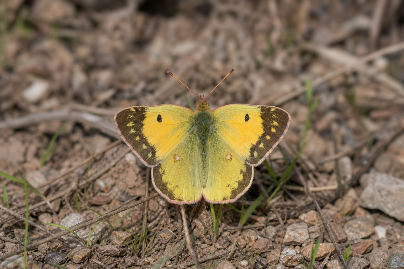 Papillon Colias hecla aux ailes orangées bordées de noir.