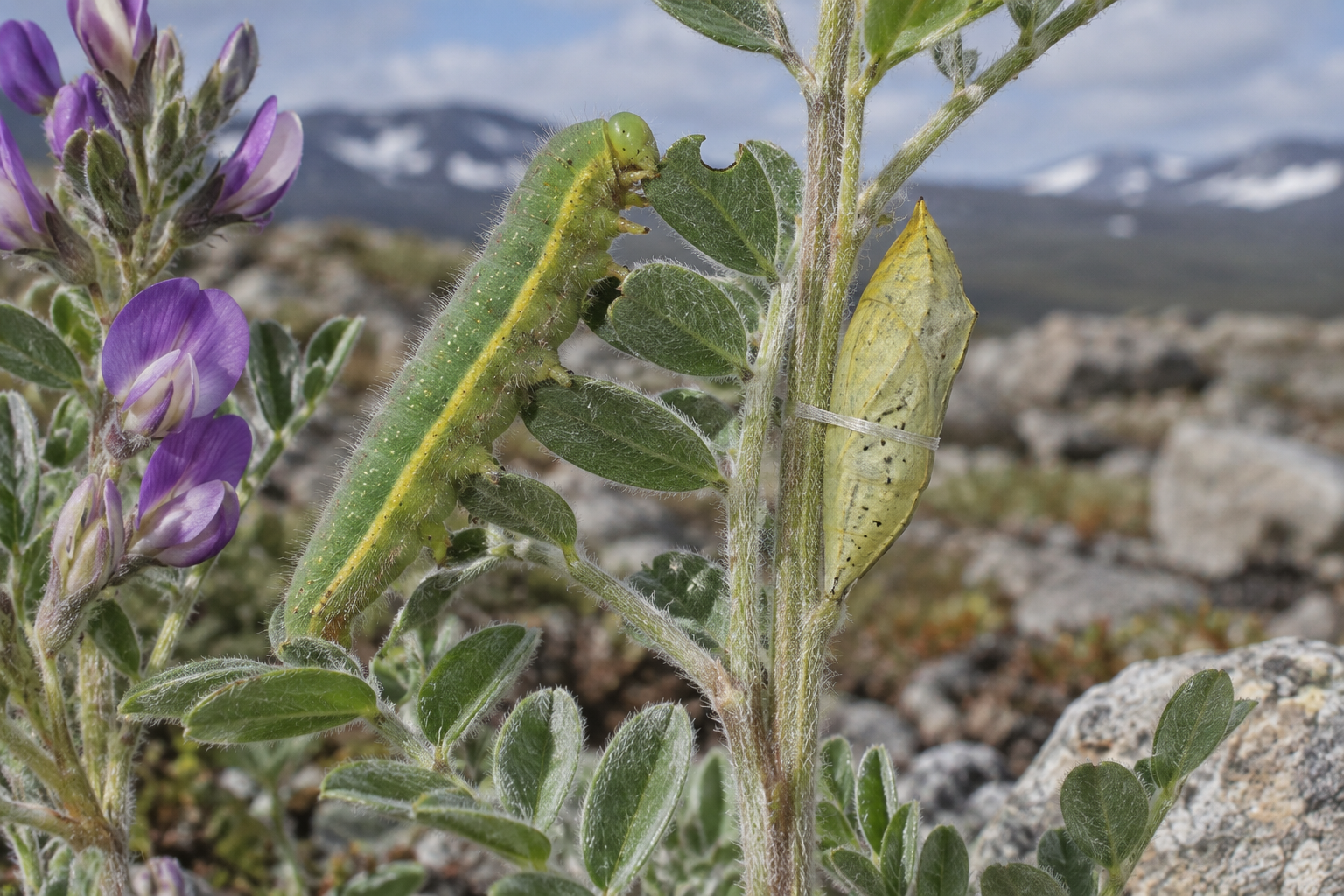 Traces et indices de Colias hecla
