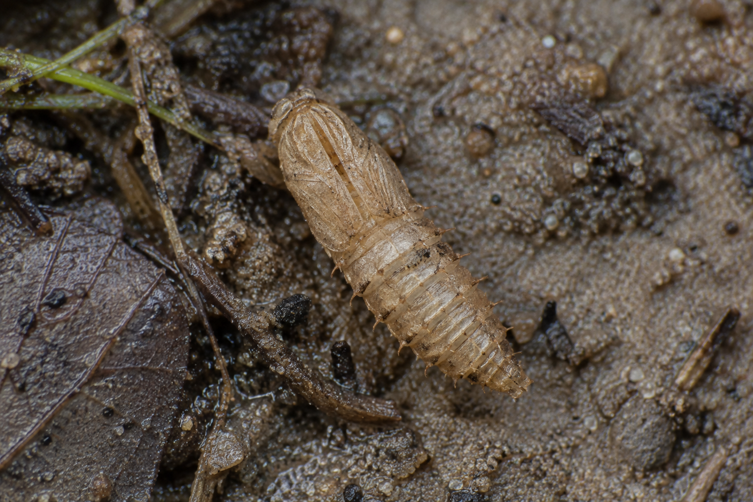 Traces et indices de Chrysops callidus