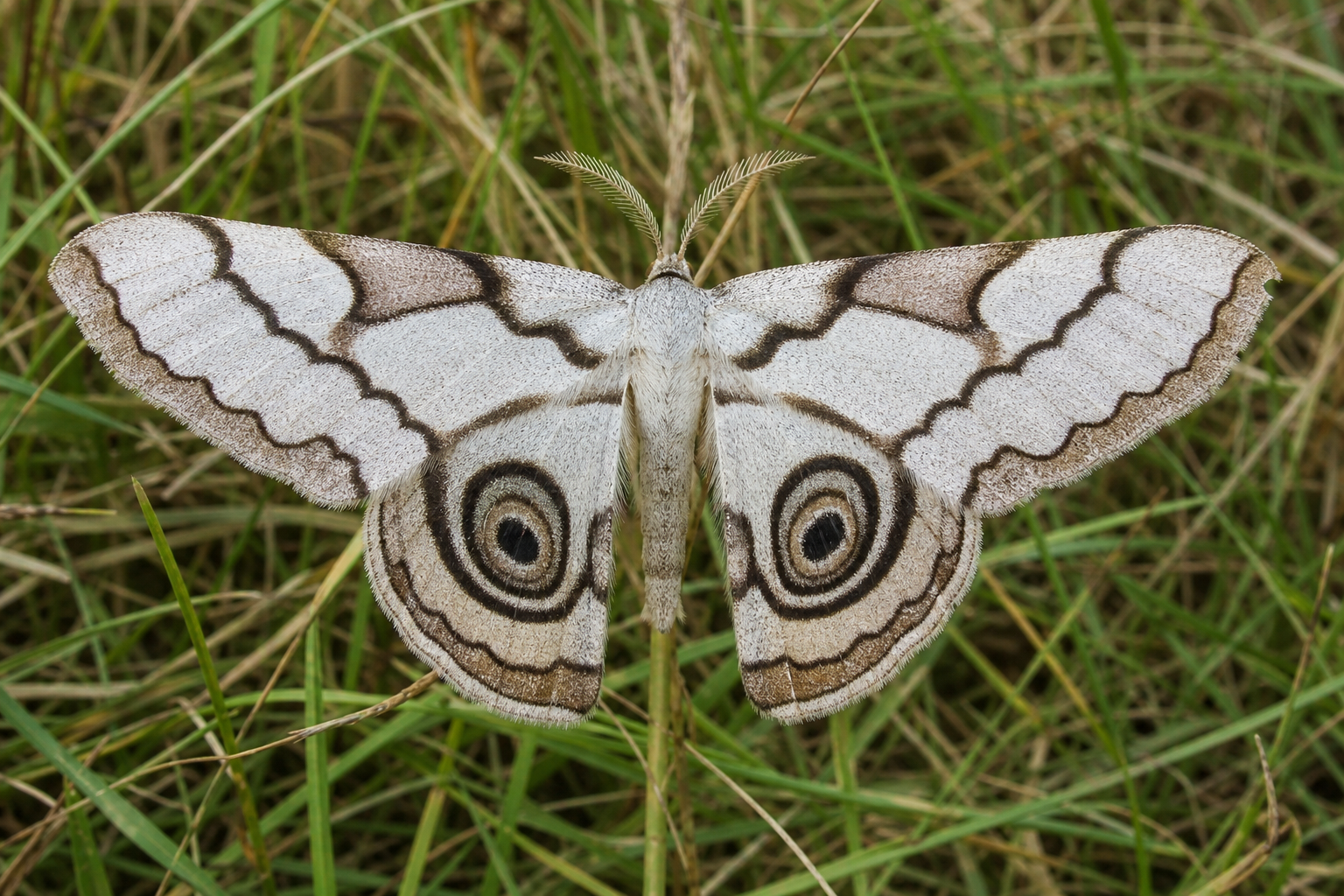 Papillon de nuit Colocasia propinquilinea, noctuelle aux ailes antérieures grisâtres traversées de lignes rapprochées.
