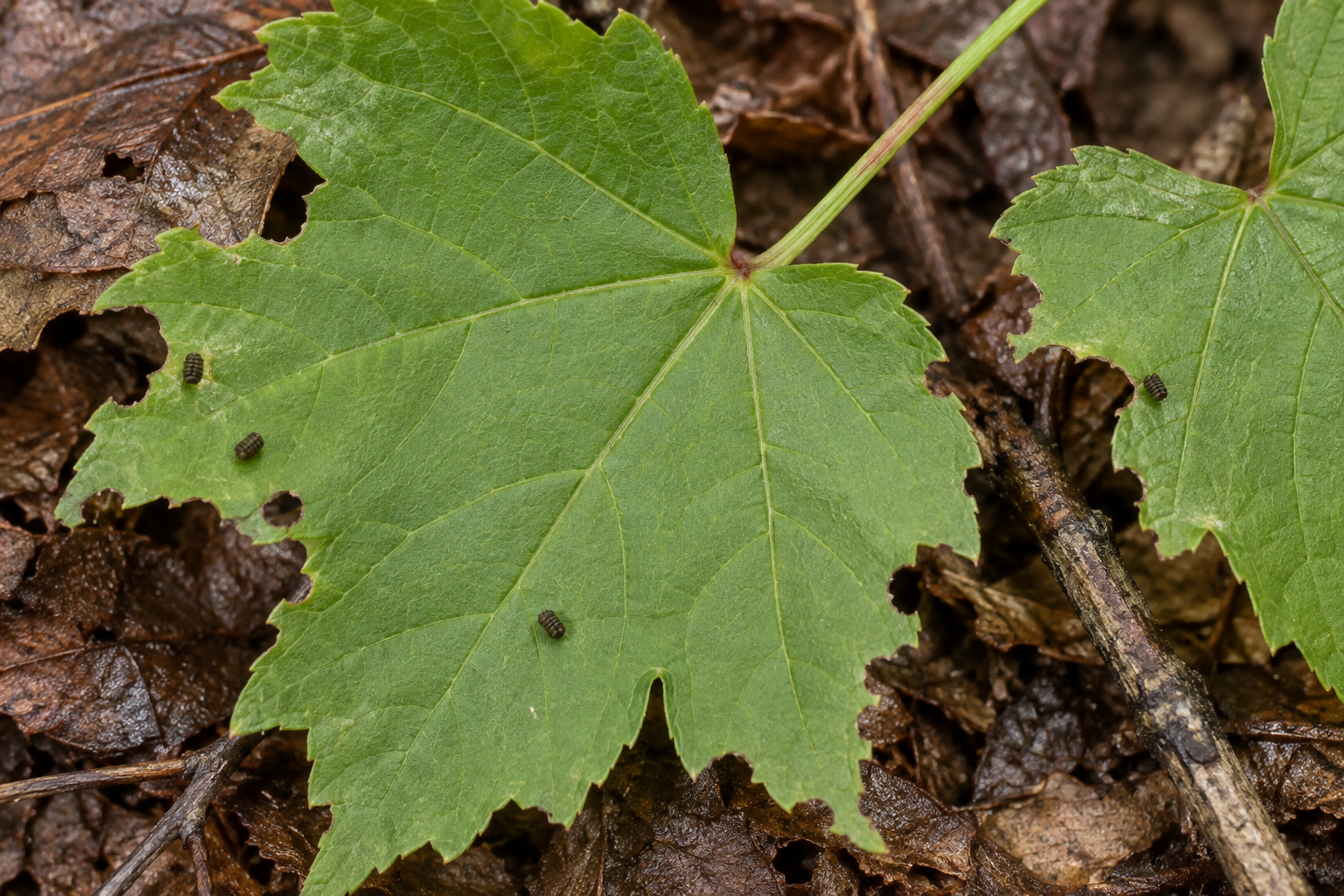 Traces et indices de Colocasia propinquilinea