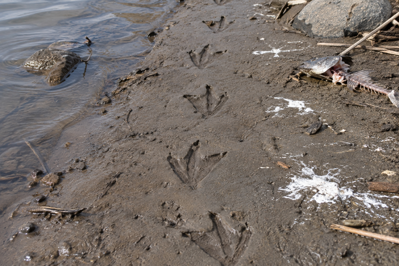 Traces et indices de Cormoran à aigrettes