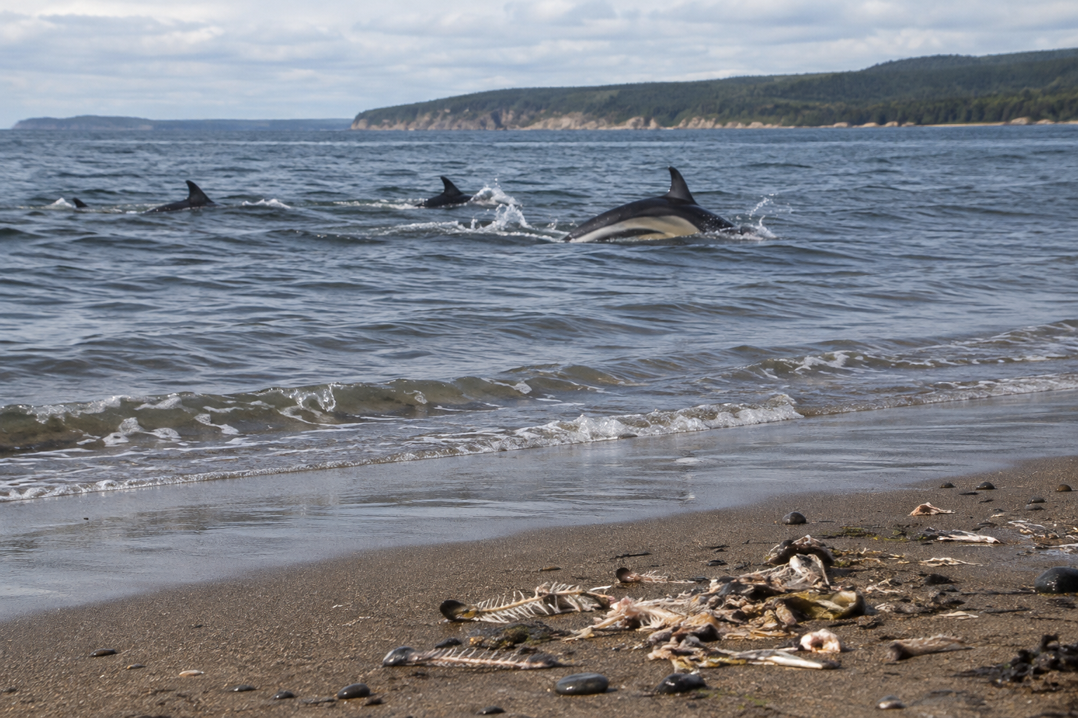 Traces et indices de Dauphin commun