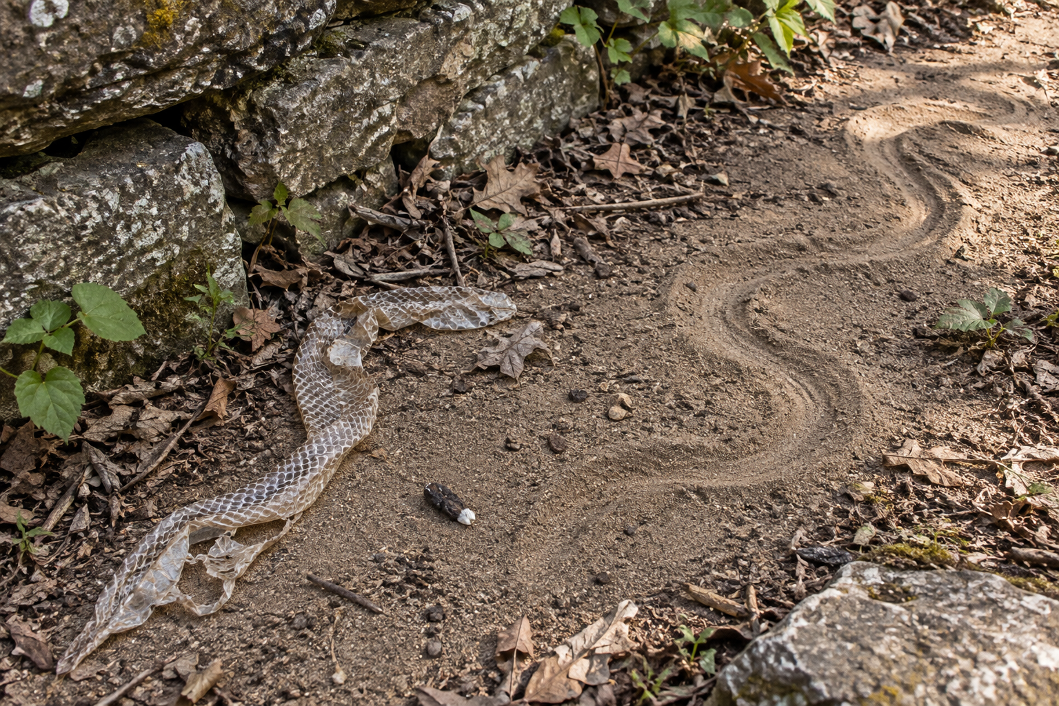 Traces et indices de Couleuvre tachetée