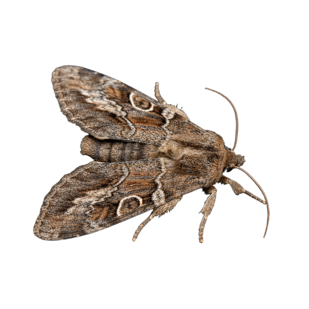 Acronicta retardata au Québec