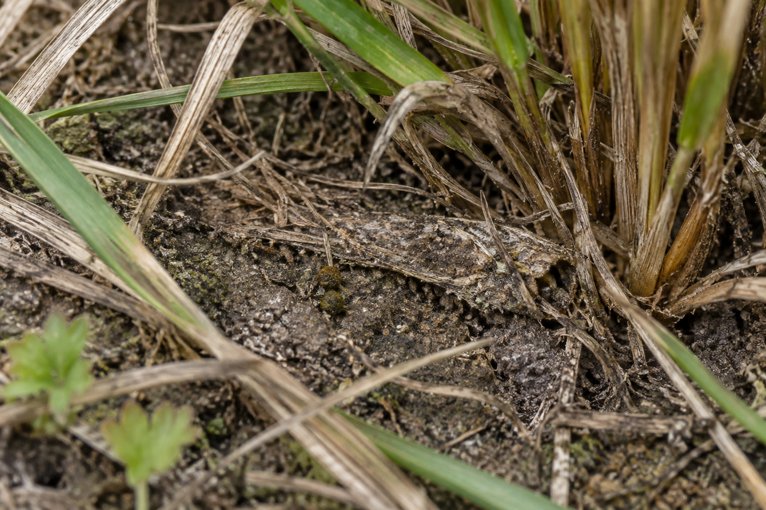 Traces et indices de Crambus laqueatellus
