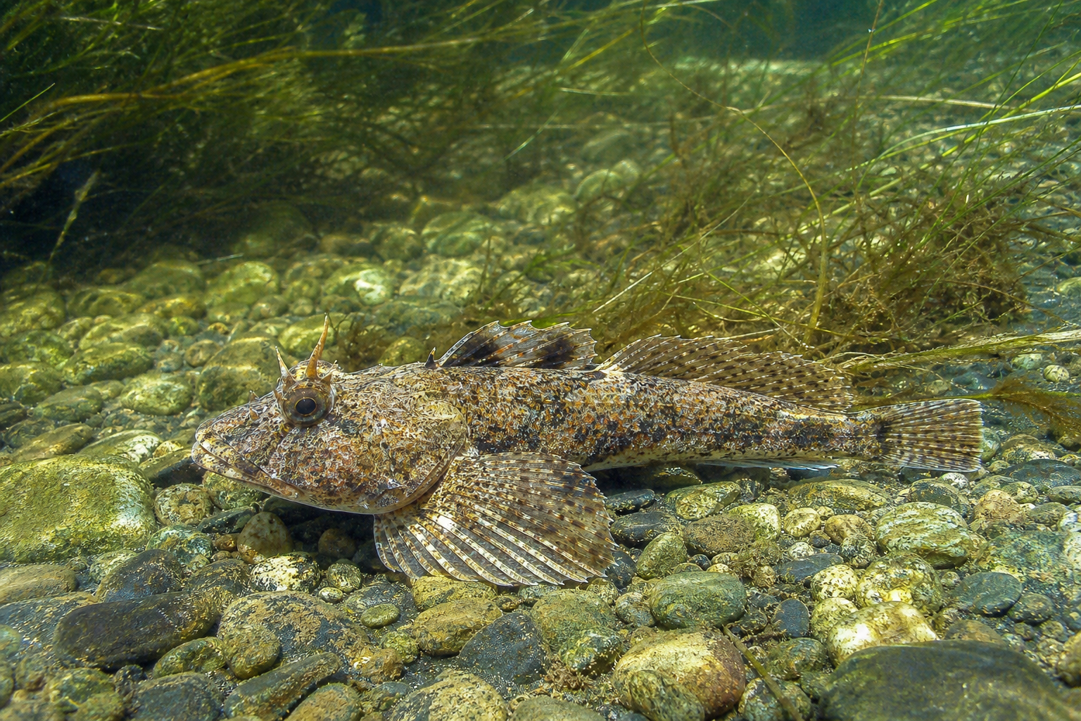 Chaboisseau à quatre cornes, poisson benthique trapu au corps brun-gris tacheté et à la tête large portant quatre protubérances osseuses.