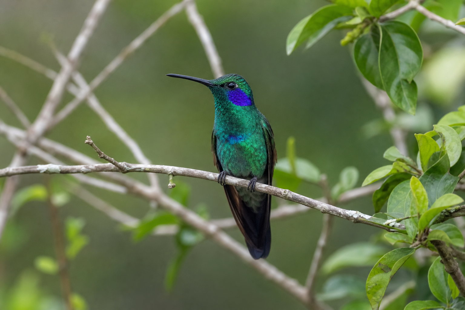 Colibri thalassin au plumage vert métallique, avec une tache violet bleuté derrière l'œil.