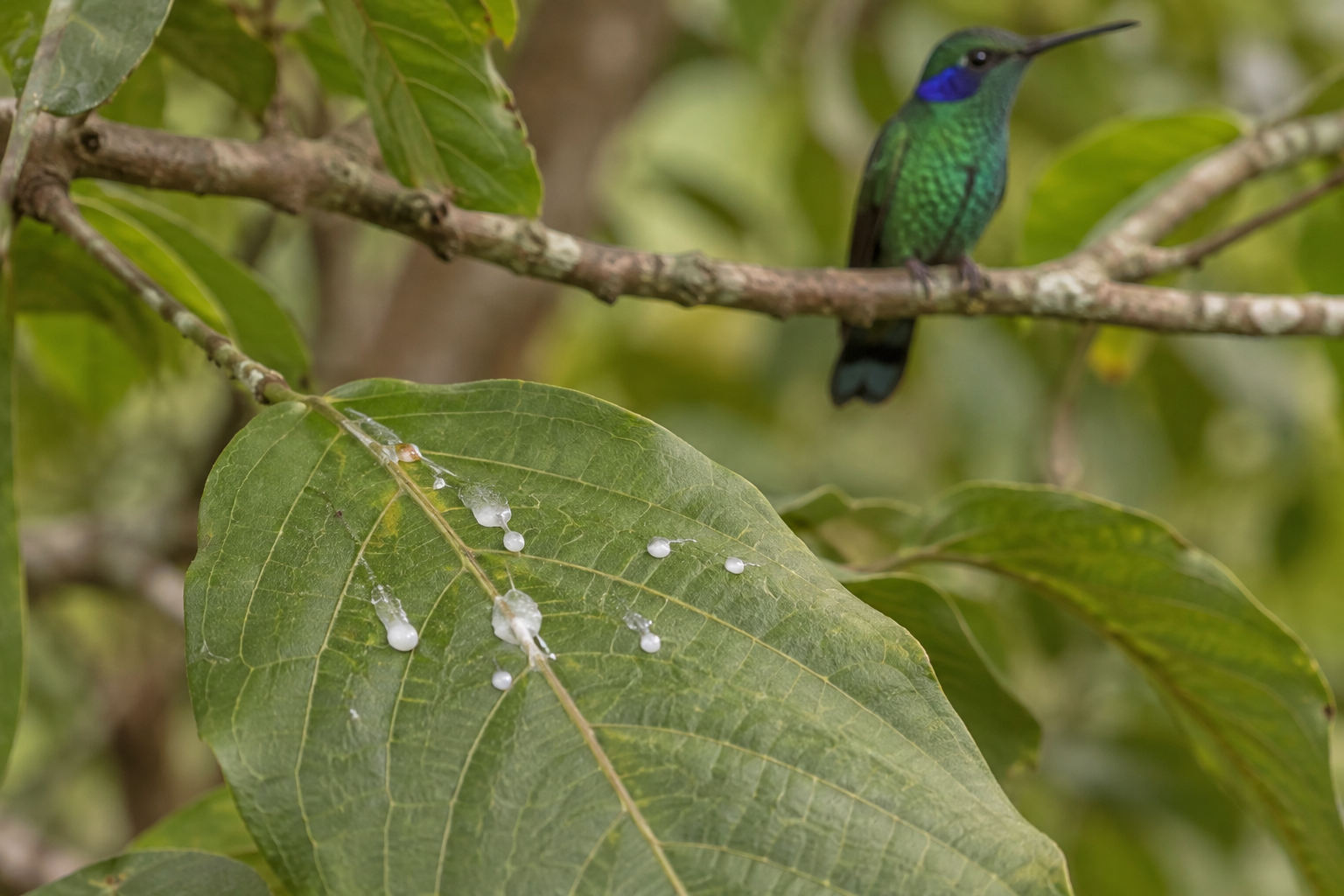 Traces et indices de Colibri thalassin