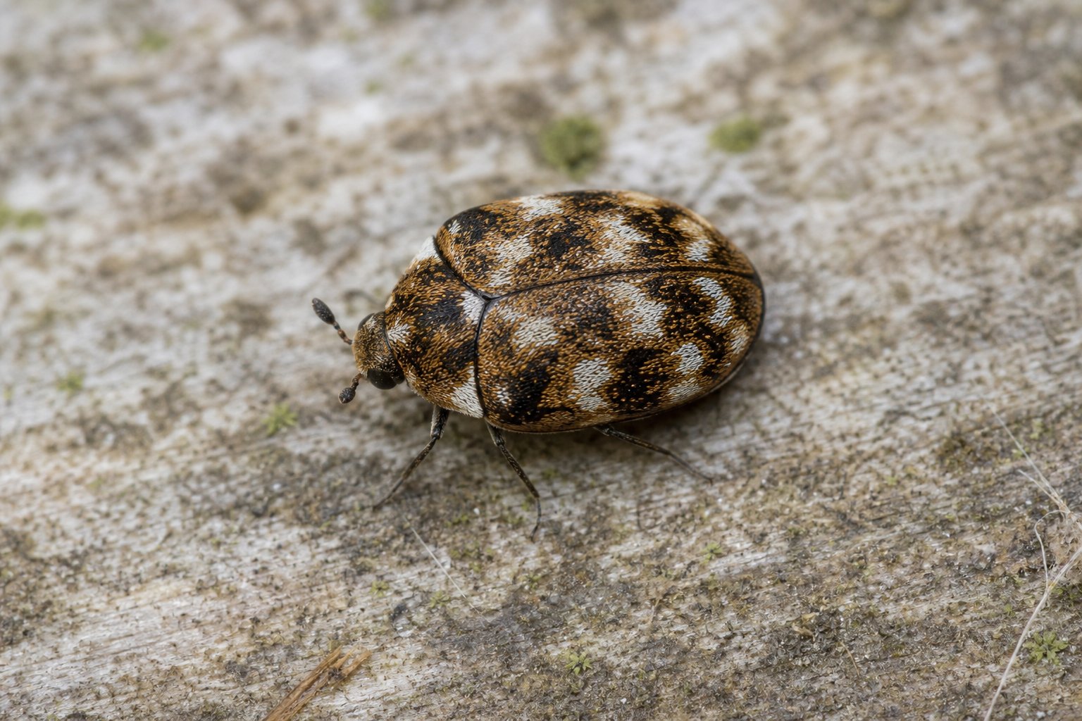 Anthrenus fuscus au Québec