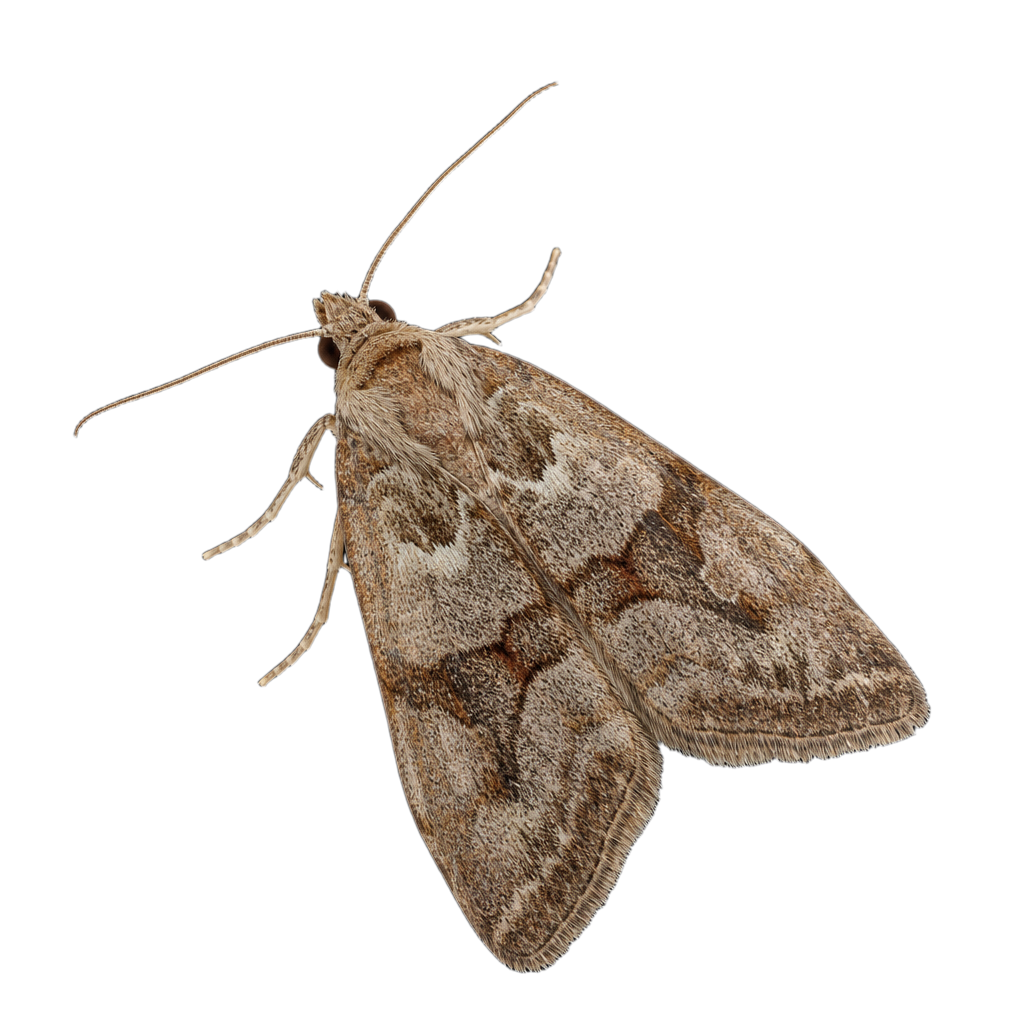 Papillon Eulia ministrana aux ailes antérieures orangées à rouge sombre ornées de marques pâles, ailes repliées en toit.