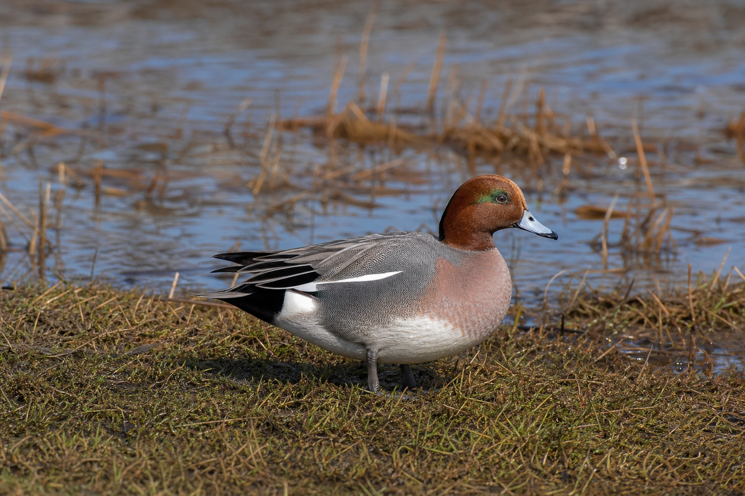 Canard siffleur mâle adulte en plumage nuptial, tête rousse à bande frontale crème et flancs gris, nageant en eau peu profonde.