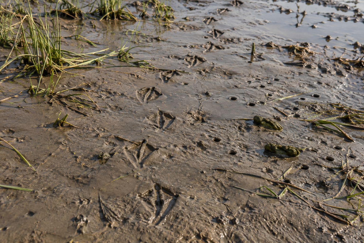 Traces et indices