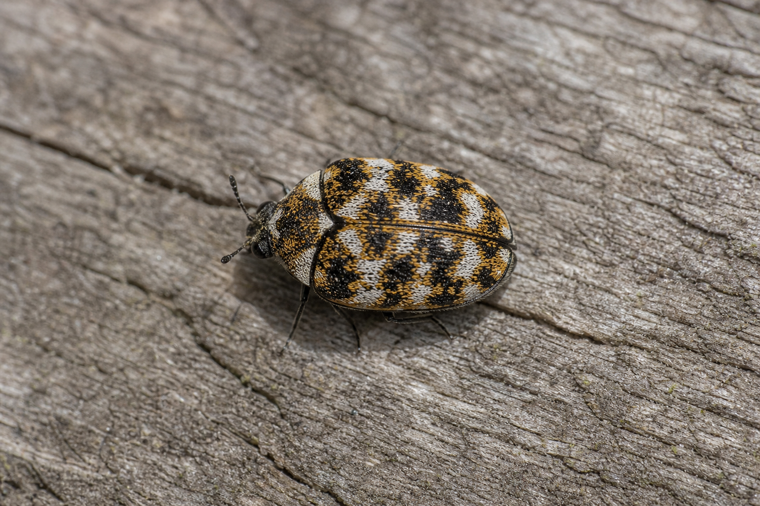 Anthrenus verbasci au Québec
