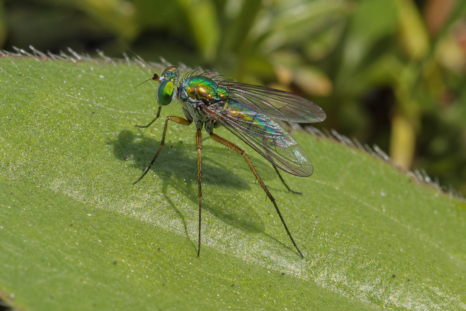 Mouche Dolichopus dakotensis aux longues pattes et au corps métallique, vue de profil.