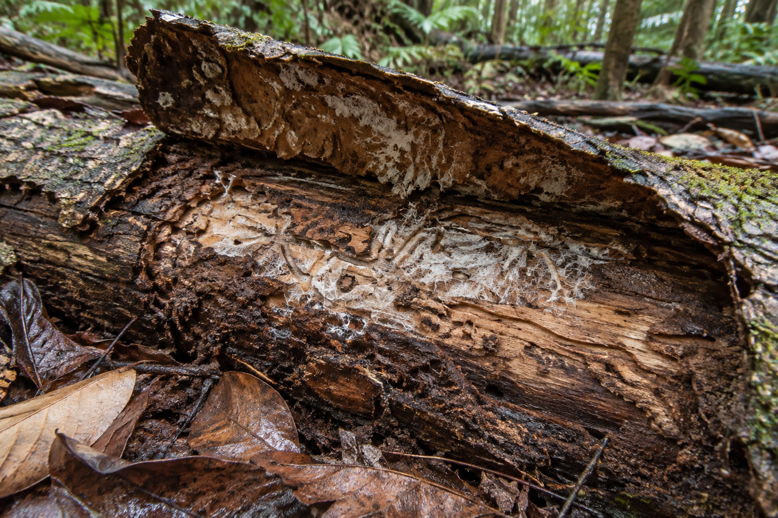Traces et indices de Calopteron reticulatum