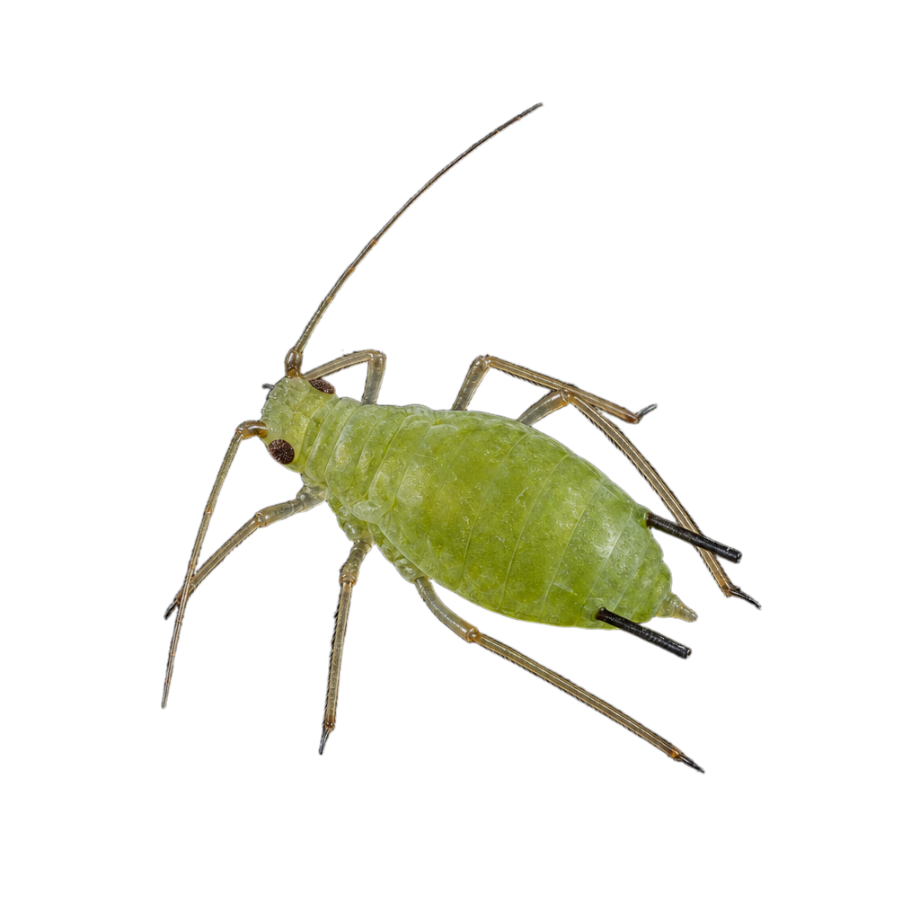 Aphis pomi au Québec