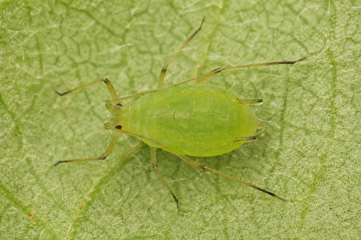 Aphis pomi au Québec