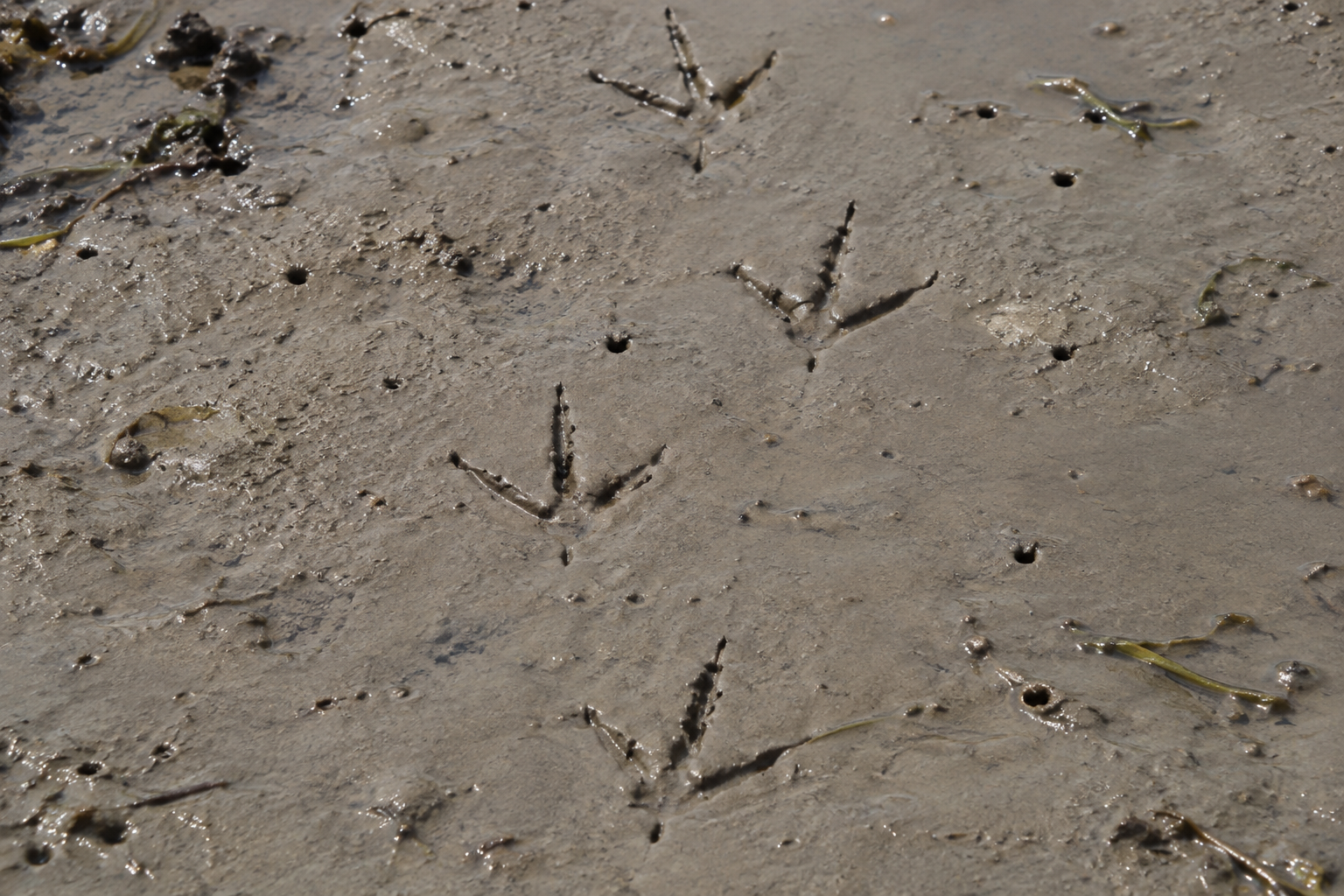 Traces et indices de Courlis hudsonien