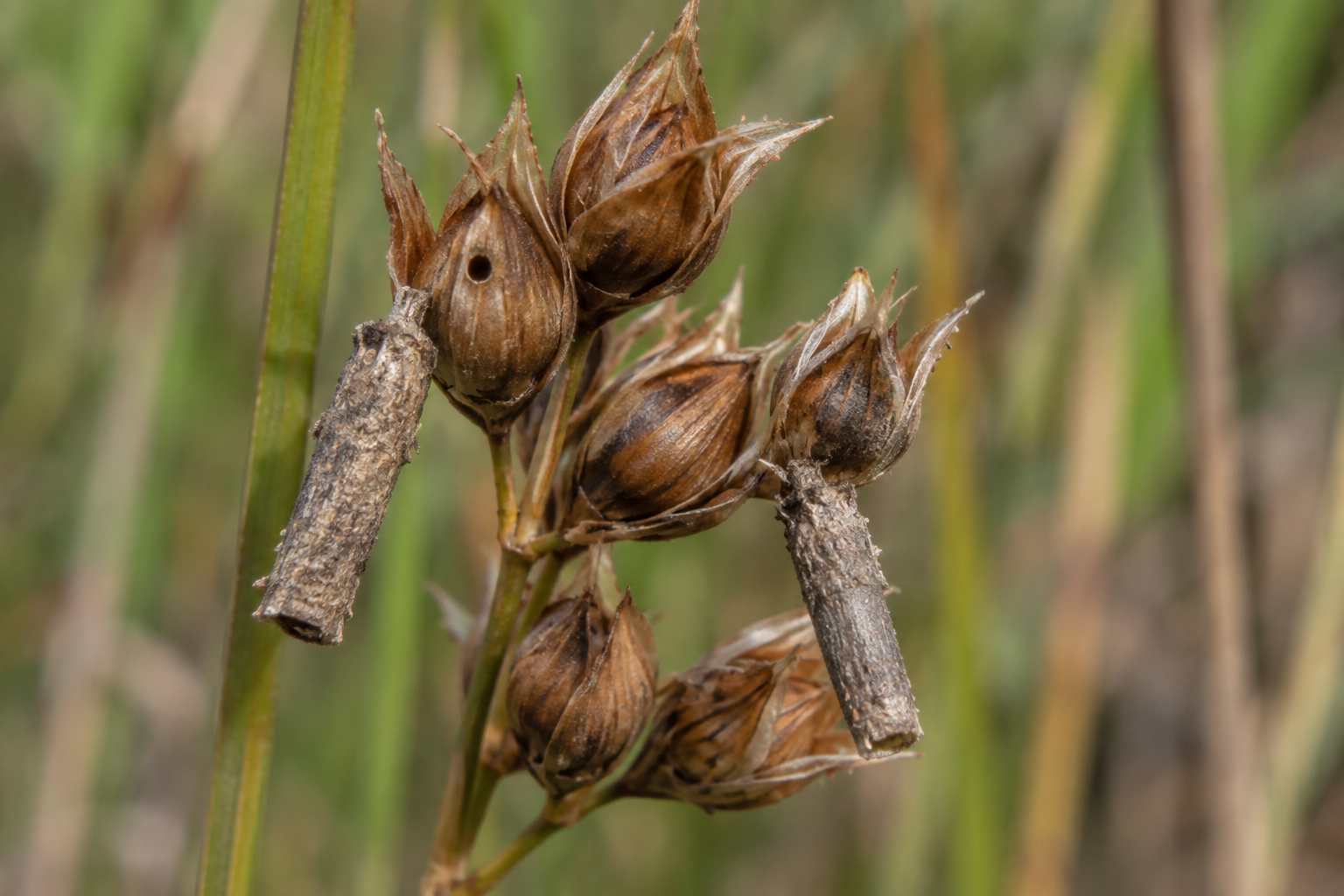 Traces et indices de Coleophora glaucicolella