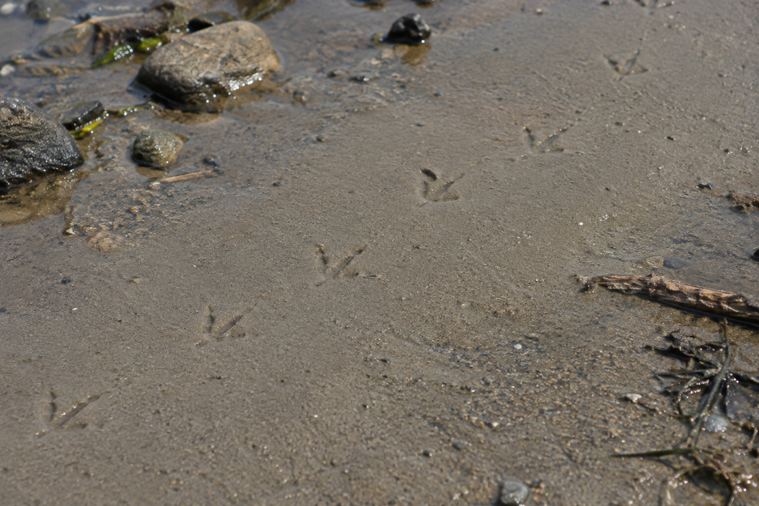 Traces et indices de Chevalier grivelé