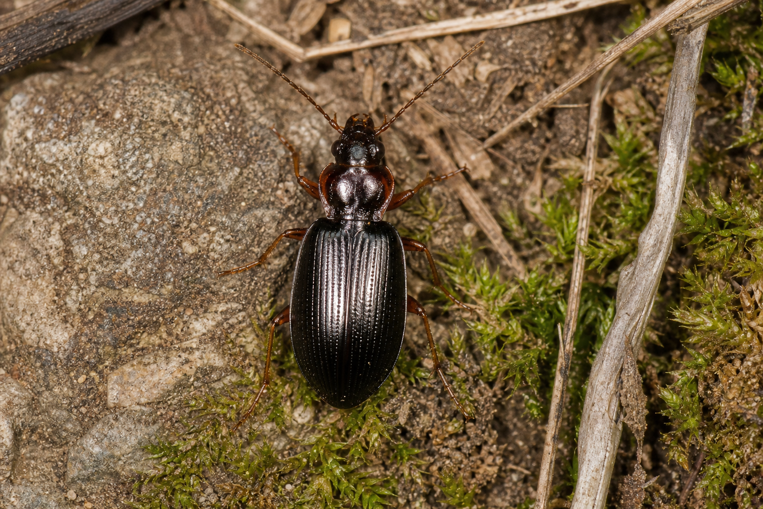 Petit carabe noir luisant du genre Bembidion, au corps allongé et aux longues pattes, posé sur un sédiment humide de berge.