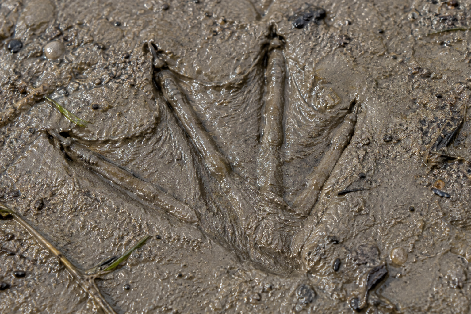 Traces et indices de Cormoran vigua