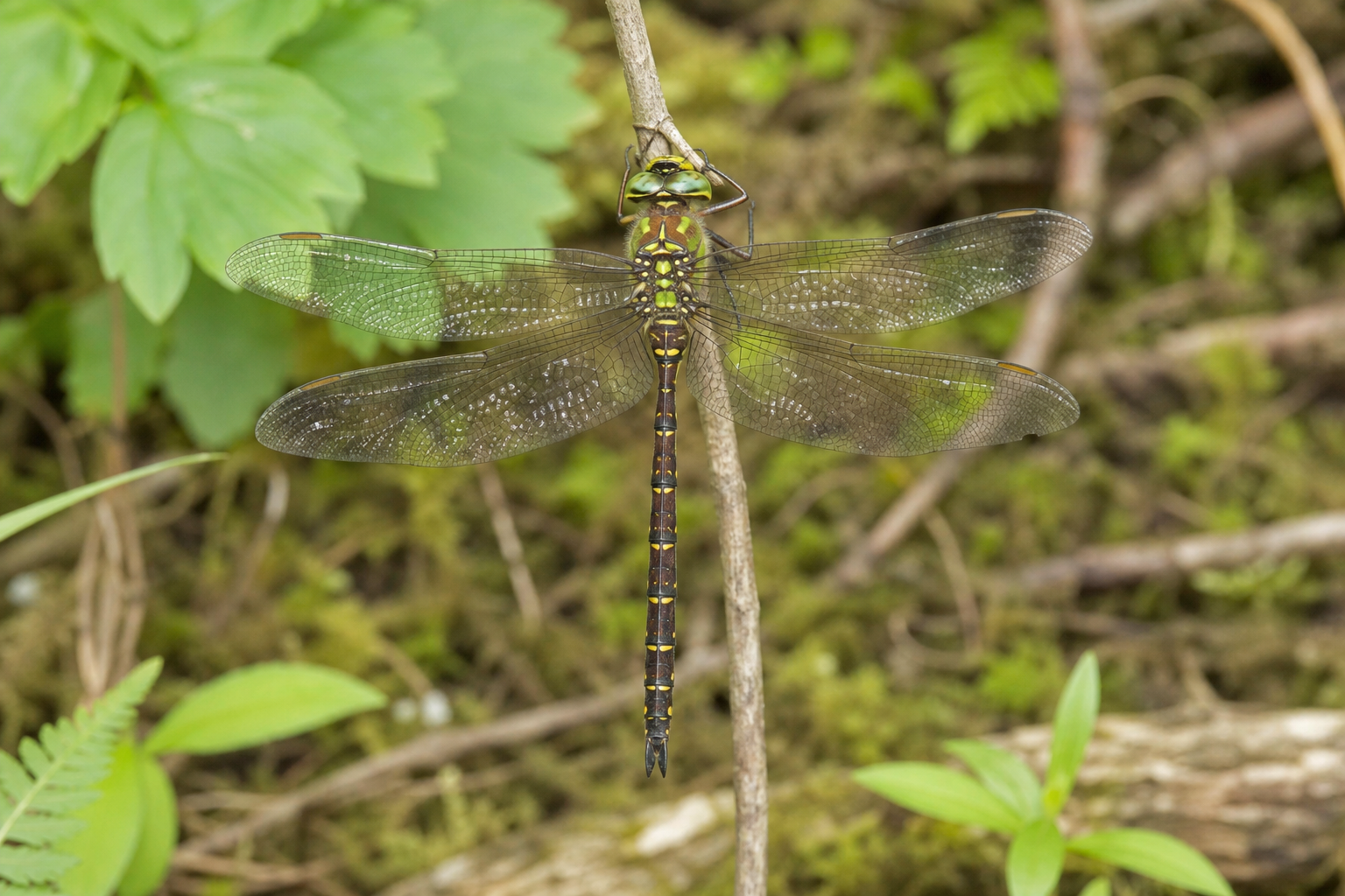 Libellule Cordulia shurtleffii adulte aux yeux verts, au thorax vert bronzé et à l'abdomen sombre à reflets métalliques.