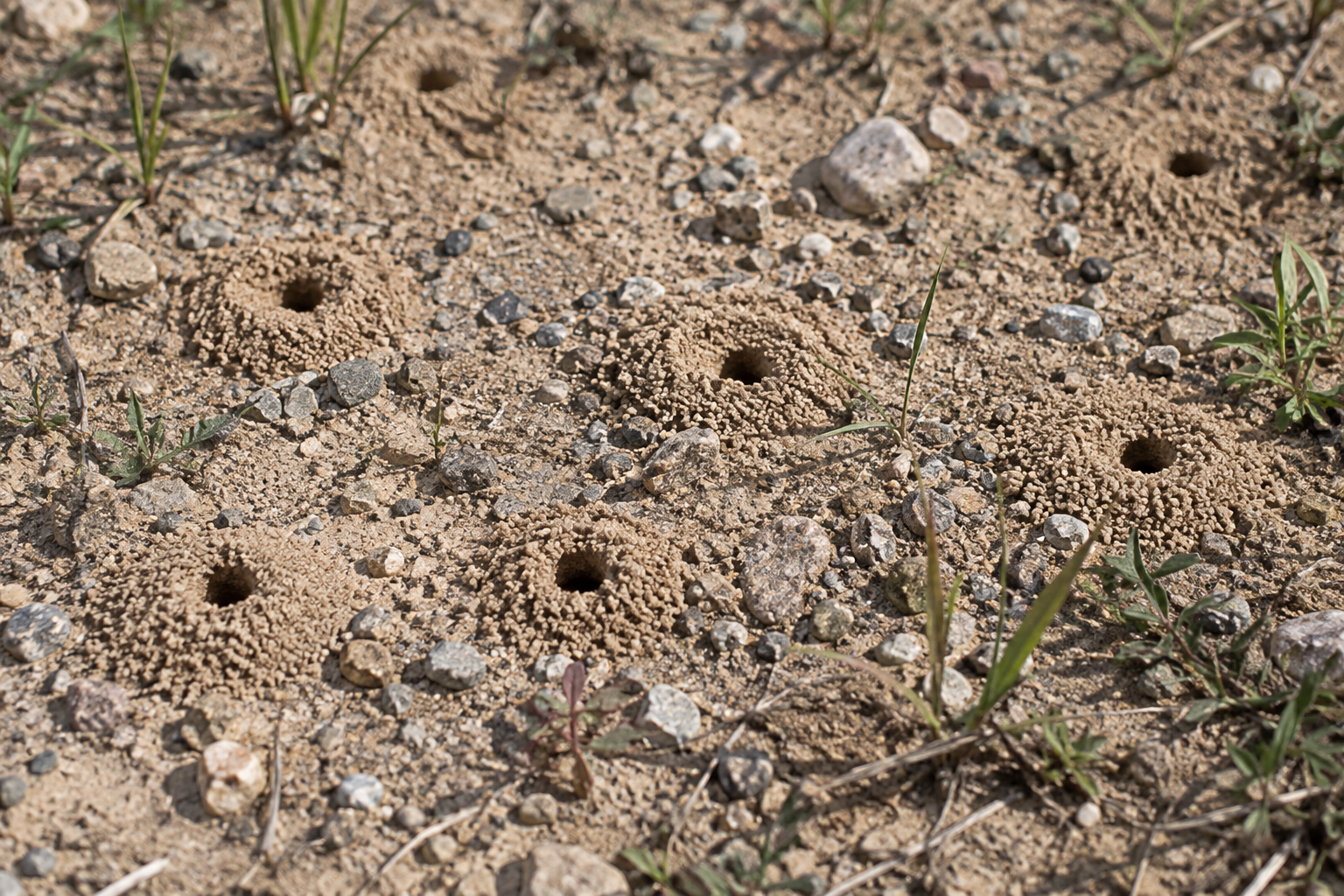 Traces et indices de Colletes inaequalis