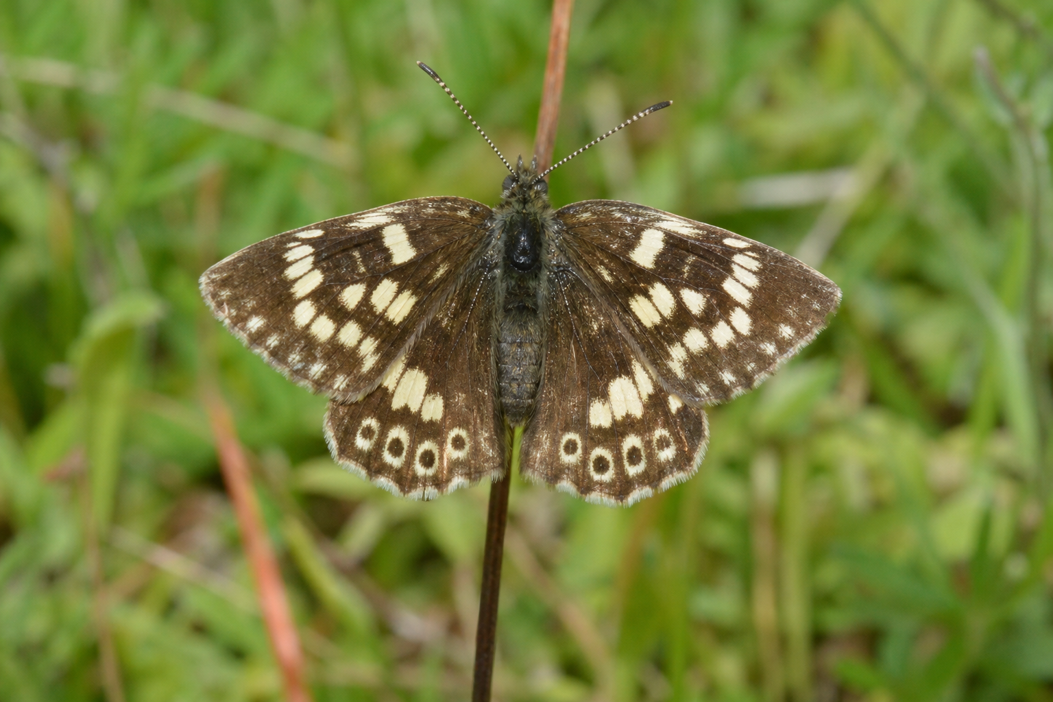 Papillon brun Cercyonis pegala, ailes antérieures marquées de deux grands ocelles noirs pupillés de clair.