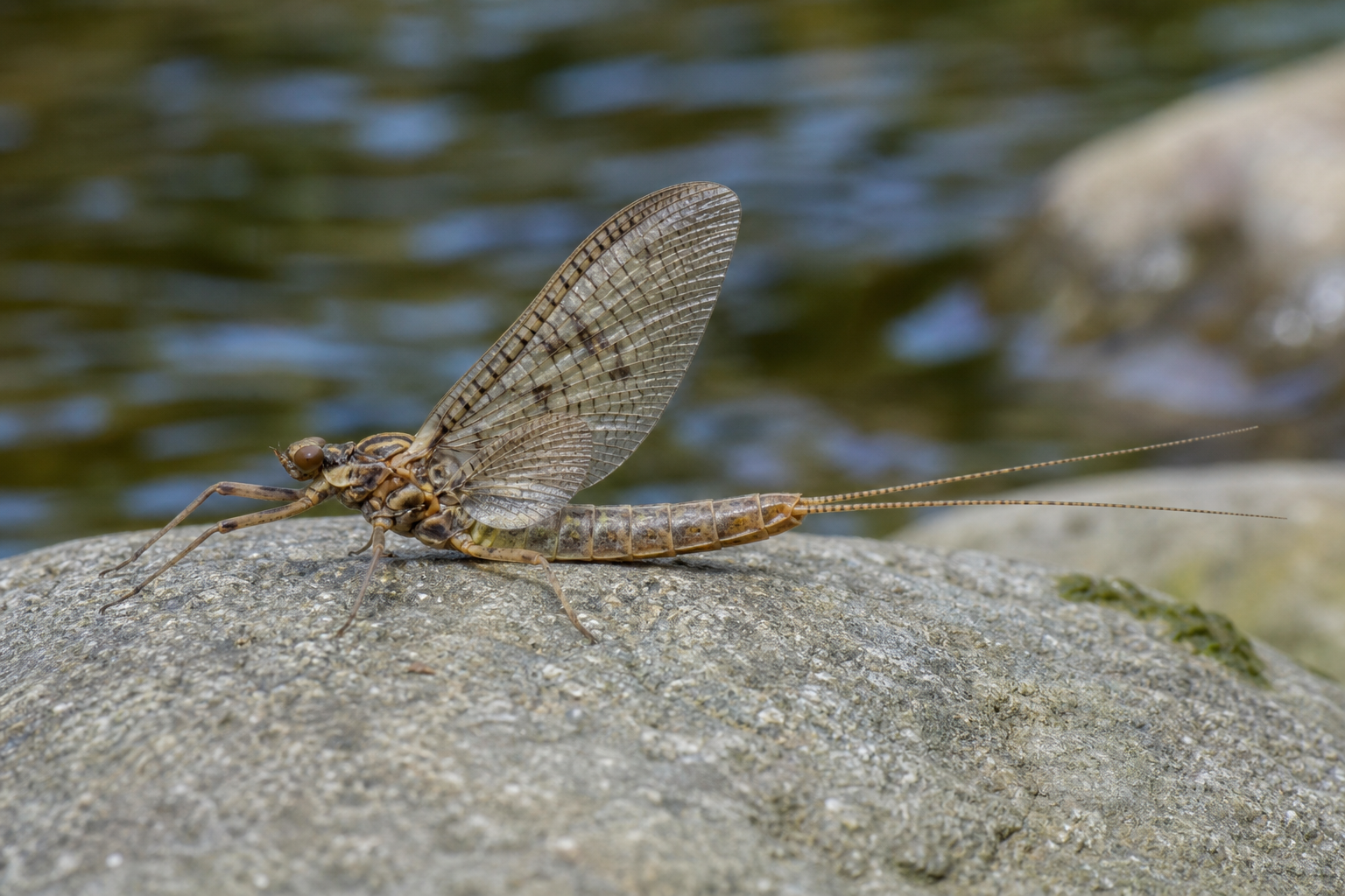 Larve aplatie d'éphémère du genre Epeorus, à deux filaments caudaux, agrippée à une pierre immergée.