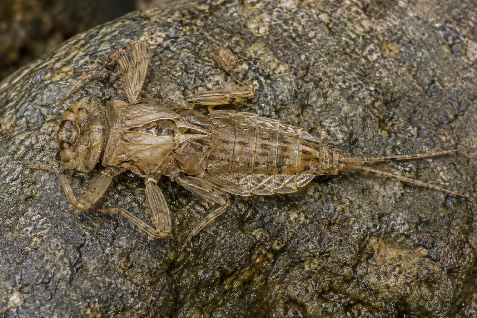 Traces et indices de Epeorus fragilis