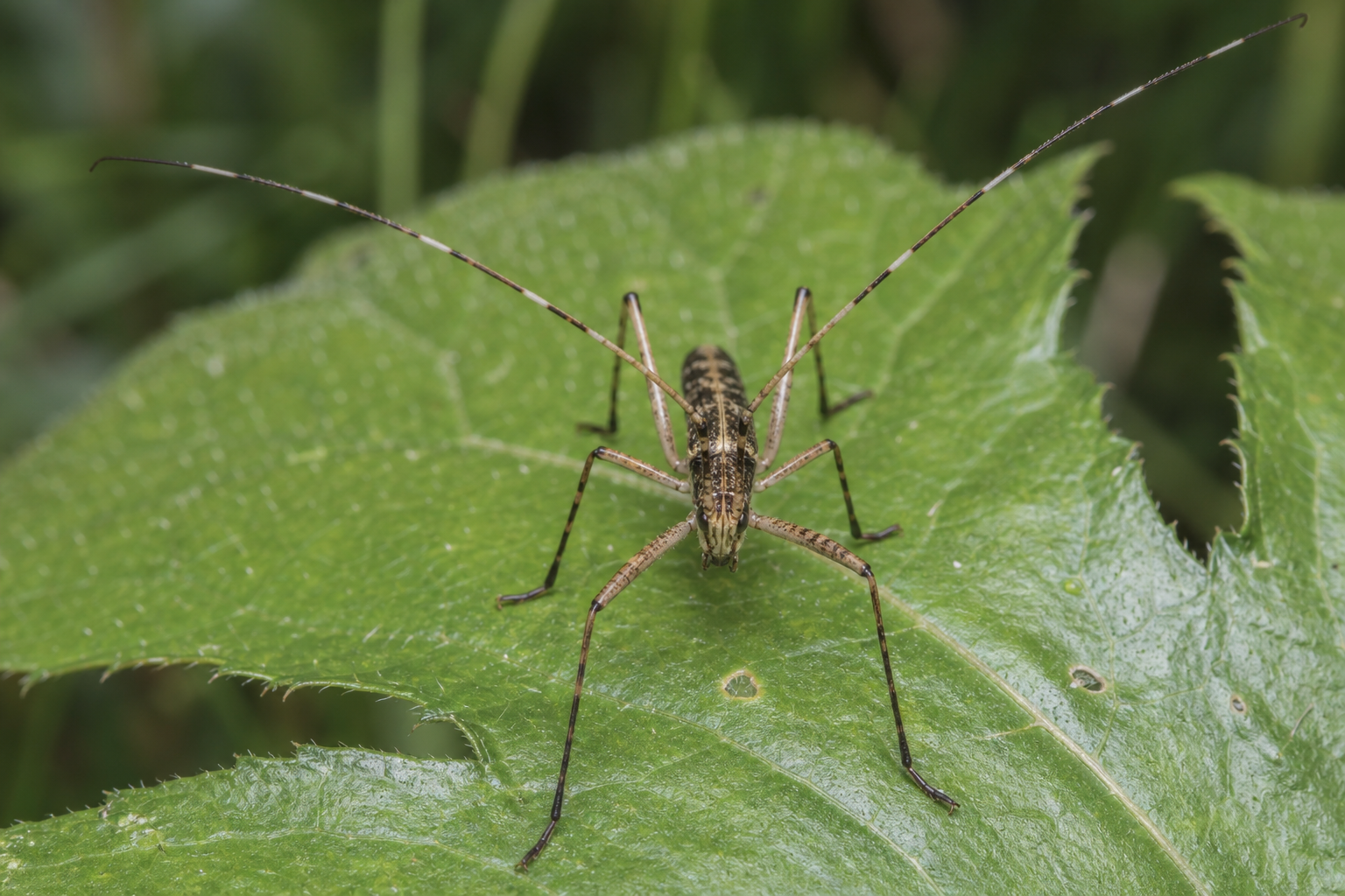 Petite mouche Cordilura gracilipes, diptère de la famille des Scathophagidae.