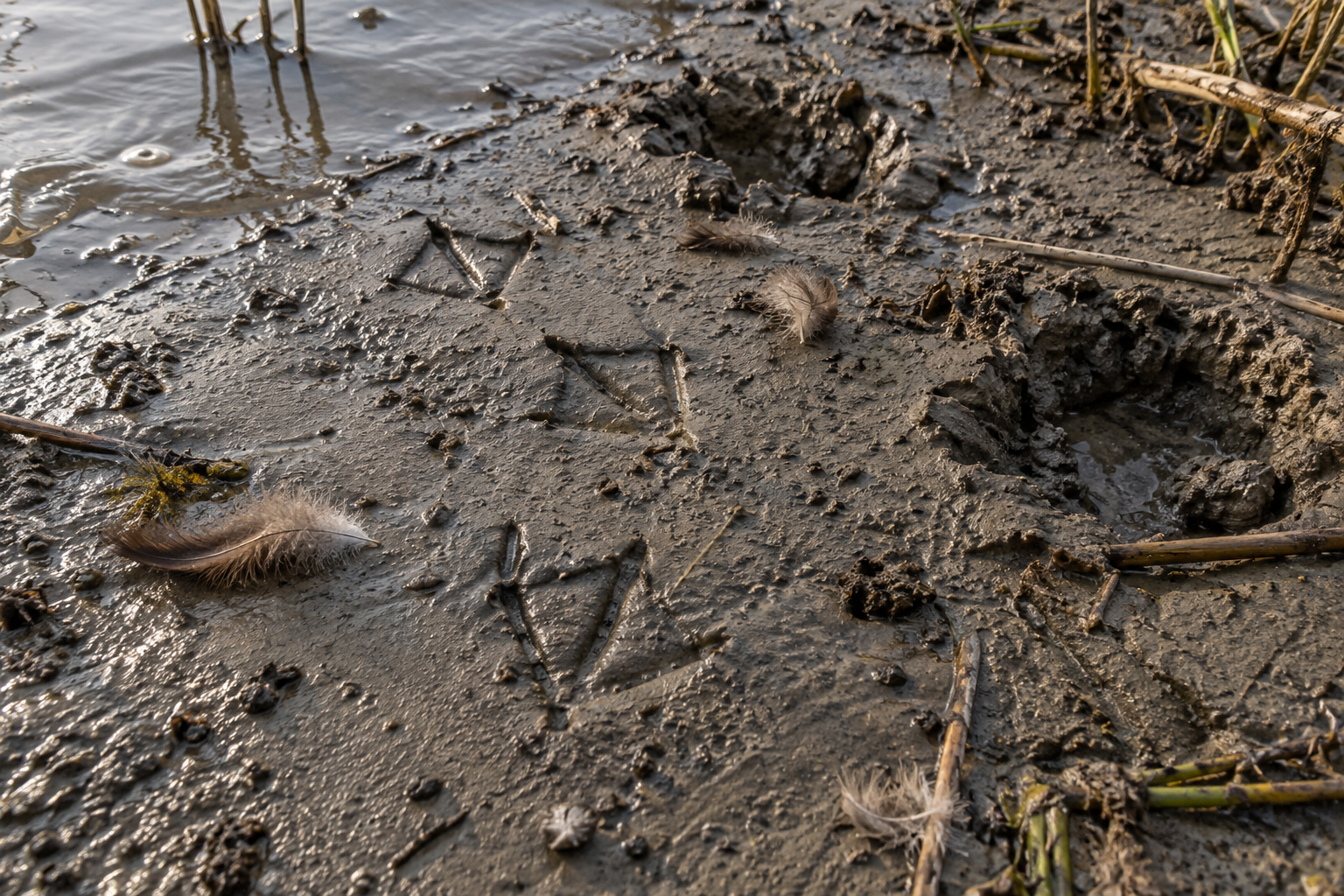 Traces et indices