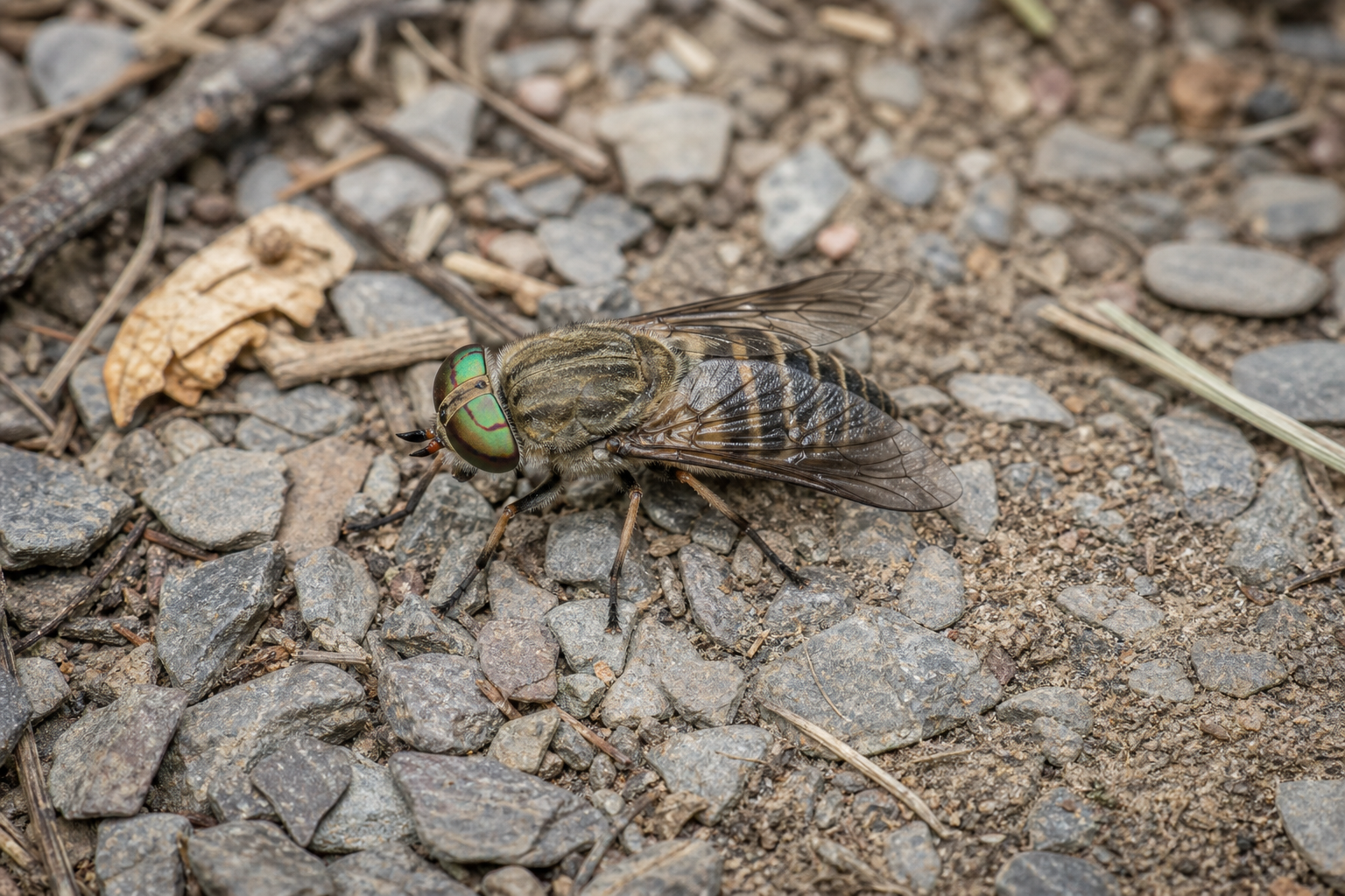 Taon Chrysops lateralis, petite mouche jaune orangé et noire aux ailes marquées de bandes sombres.